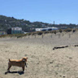 Meet your Posher, Inez